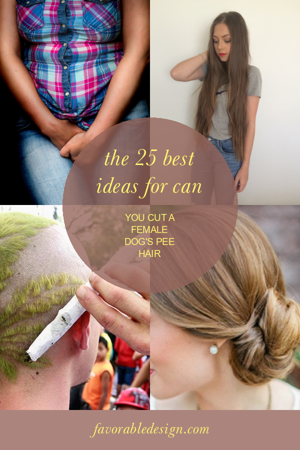 The 25 Best Ideas for Can You Cut A Female Dog's Pee Hair Home